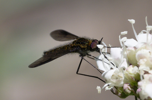 iNaturalist observation photo of Thevenetimyia