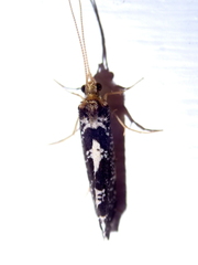 Polyplectropus