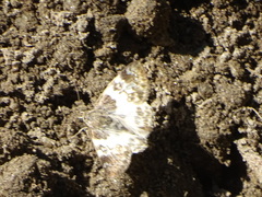 Polyctor