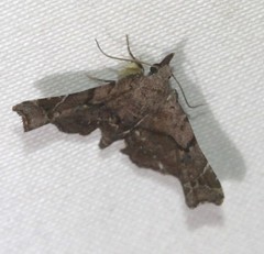 Esthlodora variabilis