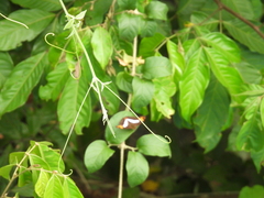 Image of Adelpha naxia