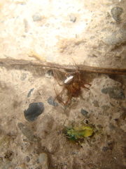 Araneus miniatus