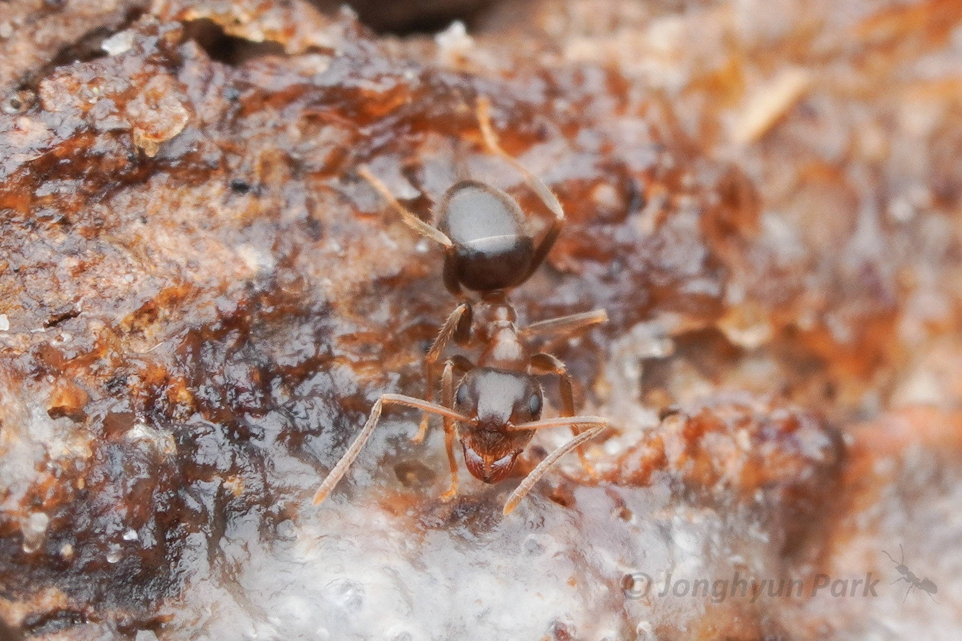 Lasius koreanus