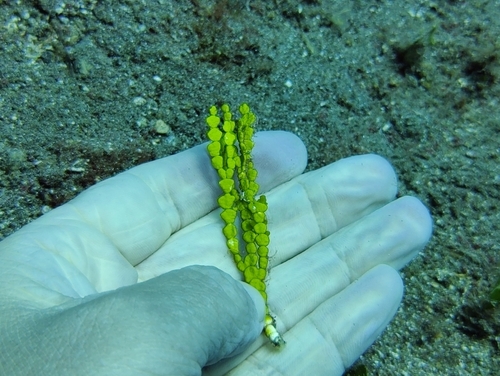 Image of Halimeda incrassata by (c) Nicola Faulks, some rights reserved (CC BY)