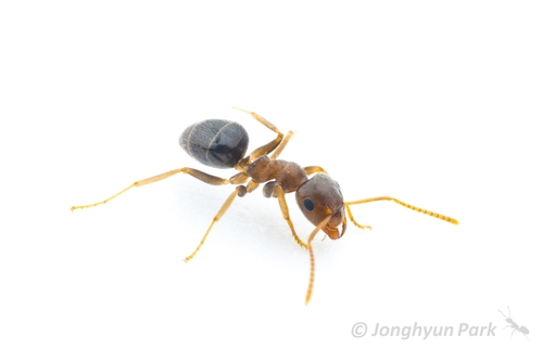 朝鲜毛蚁Lasius koreanus