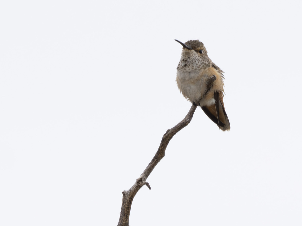 Allen's Hummingbird from Balboa Park, San Diego, CA, USA on June 29 ...