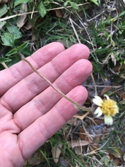 Tridax procumbens image
