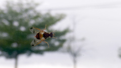 Bactrocera cucurbitae