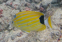 Chaetodon fremblii