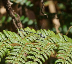 Austroargiolestes calcaris