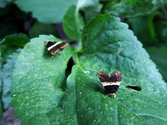 Choreutis basalis
