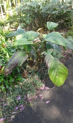 Tacca integrifolia
