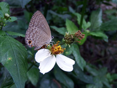Jamides bochus formosanus