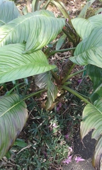 Tacca integrifolia