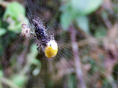 Cyclosa confusa
