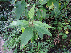 Deeringia polysperma