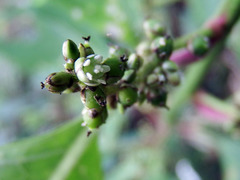 Deeringia polysperma