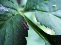 Campiglossa sororcula