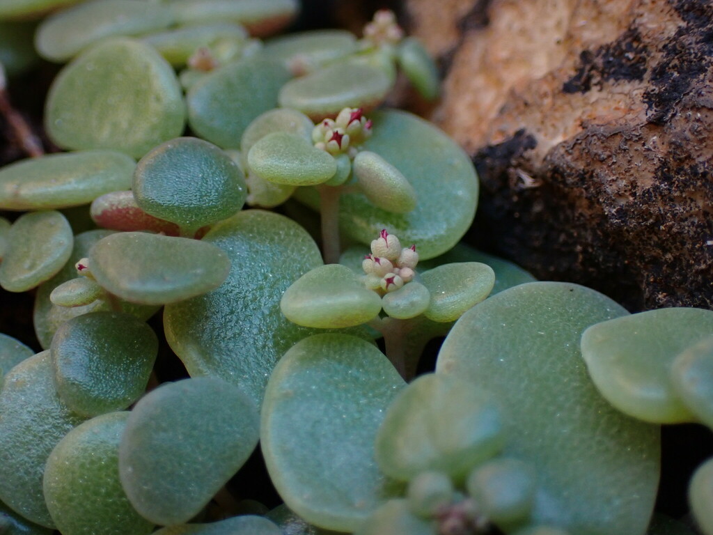 Septas nemorosa (Eckl. & Zeyh.) P.V.Heath 3