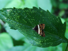 Choreutis xanthogramma