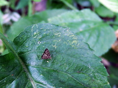 Brenthia formosensis