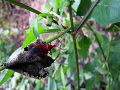 Cutocoris russatus