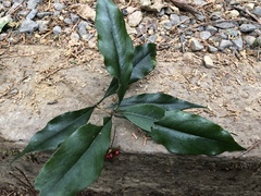 Pittosporum illicioides