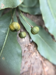 Pittosporum illicioides