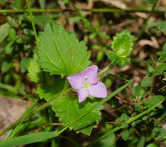 Veronica calycina