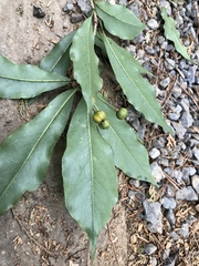 Pittosporum illicioides