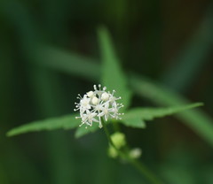 Hydrocotyle geraniifolia