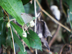 Catochrysops panormus exiguus