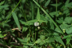 Hydrocotyle geraniifolia