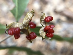 Pittosporum illicioides
