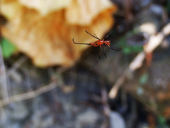 Argyrodes flavescens