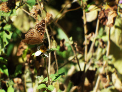 Junonia lemonias aenaria