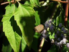 Jamides bochus formosanus