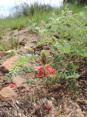 Indigofera oxytropis