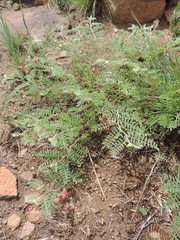 Indigofera oxytropis