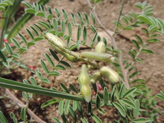 Indigofera oxytropis