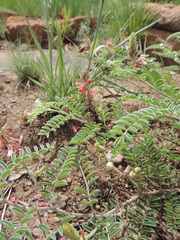 Indigofera oxytropis