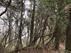 Pittosporum illicioides