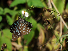 Tirumala limniace limniace