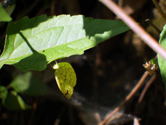 Eurema blanda arsakia