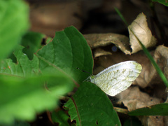 Leptosia nina niobe