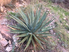 Agave utahensis kaibabensis