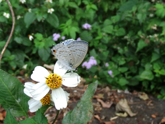 Catochrysops panormus exiguus