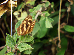 Symbrenthia lilaea formosanus