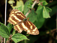 Symbrenthia lilaea formosanus