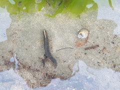 Acanthoclinus fuscus